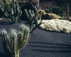 cactiheart:    Lanzorate | The Garden Edit (pc: Jo Metson Scott)   