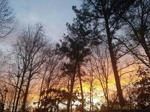 It’s been a while… Tall trees and daybreak#daybreak #trees #skyview #photography #sex