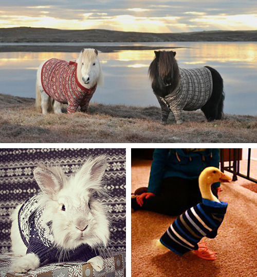 Porn tastefullyoffensive:  Animals Wearing SweatersPreviously: photos