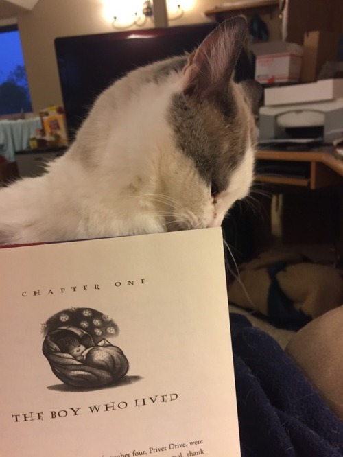 chocolatequeennk:Reading with Smokey@mostlycatsmostly