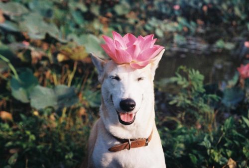 darksilenceinsuburbia:  Sorasart Wisetsin Gluta  Gluta was a stray dog found on the streets of Thailand and nursed back to health by her new owner Sorasart Wisetsin, consequently making her the happiest dog in the world.  Gluta was a Thai female stray