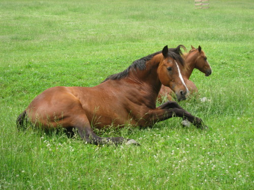 Sometimes you just need a good roll in the grass. 