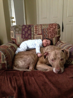 awwww-cute:  A baby and a 125lb Pit Bull 