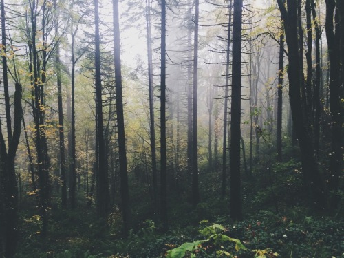 vhord:stacymichelle:spudthesoundguy:Fog in Forest park Portland, ORNovember 02 2014  Instagram  Twit