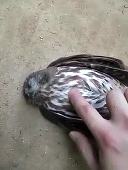 gifcliff:Owl knocked itself out flying into a window.  