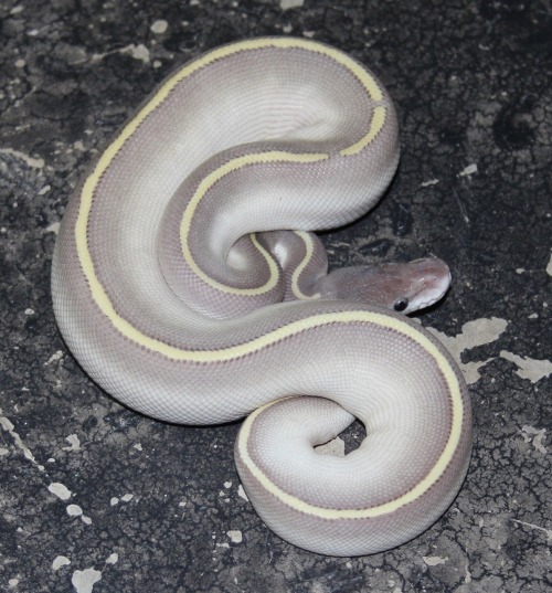 .1 Purple Passion Ball Python produced by Eleven-Nineteen Reptiles www.facebook.com/ElevenNineteenRe