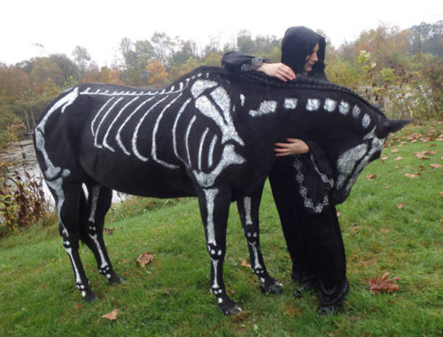 odetojebby:  rainyapparitions:  go home this wins Halloween  horses joining the clique  