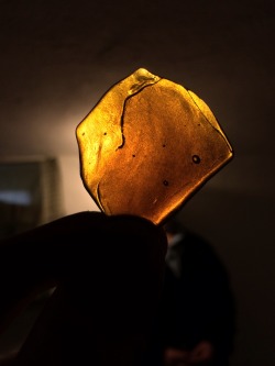 cleanmasserrl:  Lil’ Slab of some Dewaxed Royal Og