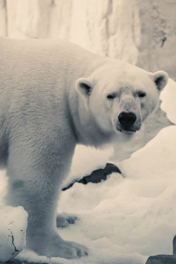 ilaurens:  Polar Bear Gaze - By: (Stephen Moehle)