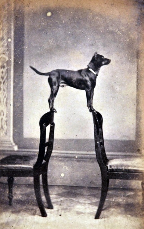 Clyde, le chien entre deux chaises, 1960. adult photos