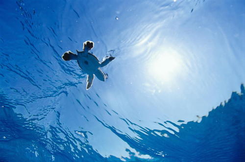 Green turtle hatchling (Chelonia mydas) swimming having reached the sea after hatching. After hatchi