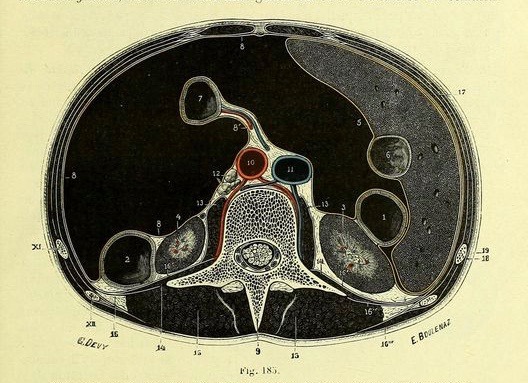 nemfrog:  Fig. 185. Section of the trunk at the level of the third lumbar vertebra. Traité
