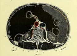 nemfrog:  Fig. 185. Section of the trunk at the level of the third lumbar vertebra. Traité d'anatomie humaine. 1899. 