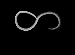-ForeverYoung-