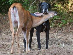 shitmennalikes:  After being abandoned by her mother, a baby fawn, Pippin, was adopted by a Great Dane, Kate, and they have been best friends ever since. Kate’s owner Isobel Springett describes the uniqueness of their relationship: “When they greet