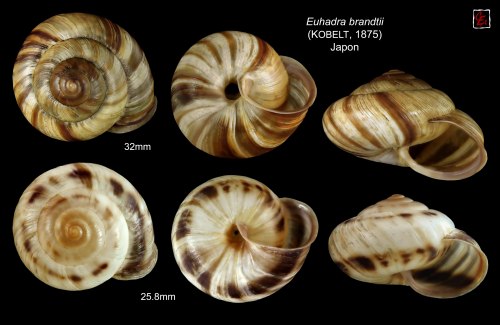 Snail shells offer clues to the origin of body asymmetryResearchers have discovered a gene in snails