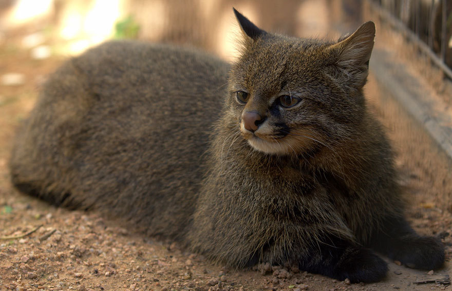 tumblunni:  awesome-picz:    Rare Wild Cat Species You Probably Didn’t Know Exist.