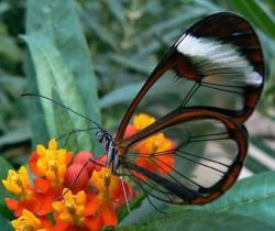 cute-overload:  The rare and beautiful Glasswing