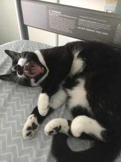 catsuggest:  Suggest: aaaaaaAAAAAAAAAAAA