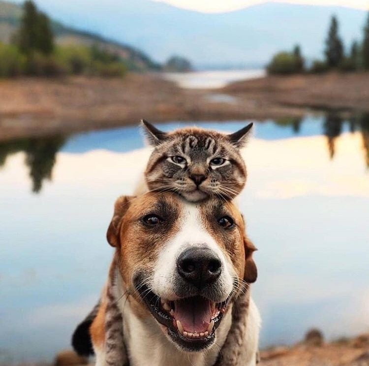 friendly-animals:  (Source)