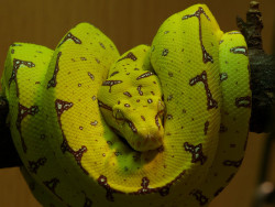 reptiglo:  Morelia viridis 0.0.1 by Claas Schlueter on Flickr.