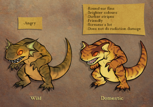 thumpleweed:differences between a regular golden gecko and Muru’s breed