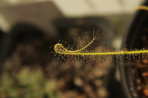 Drosera finlaysoniana wrapping itself around an insect in preparation for its leaf’s digestive