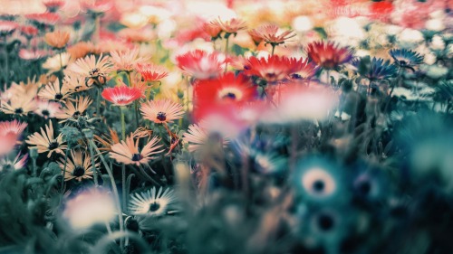 Spring Ephemeral