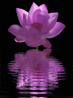 tulipnight:  lotus - purple - Flower by Bahman