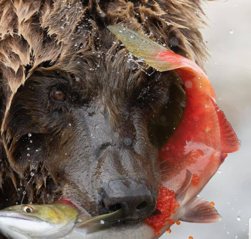 Grizzly Bear eating a red salmon 