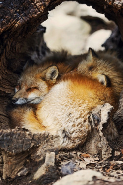 earth-earthlings:    Fox Village by Lauren