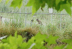 thewalkinggifs:  Dead Weight 