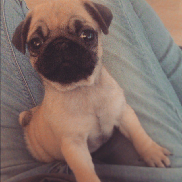 ihugpugs:  Dog Lover Shirts: http://bit.ly/1sIvs6I 