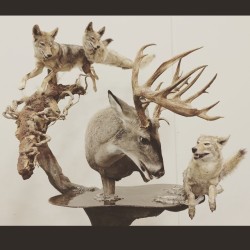 afterlifeanatomy:  Another one of my favorite pieces from the World Show. #wtc2015 #worldtaxidermychampionships #taxidermy  (at Springfield Exposition Center)