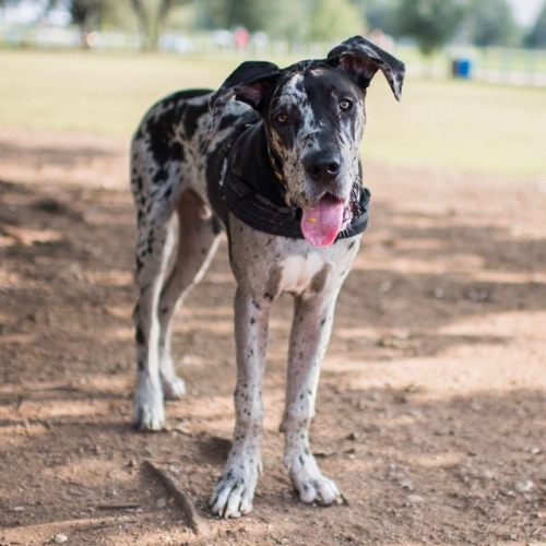 thedogist:Gotham, Great Dane (6 m/o), Ann &amp; Roy Butler Trail, Austin, TX • “I&rsq