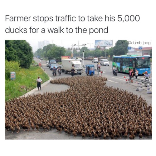 ducklingcentral:officialinternet:stability:I want to see more news like thisnever not reblog duck st