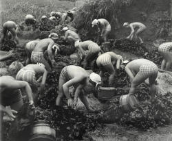 androphilia:  Seaweed Harvest, Japan by Iwase