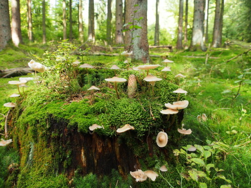 floralprintshark: sometimesseelie: shroomlings: Mushroom castle  That is a faerie ring. And a pretty