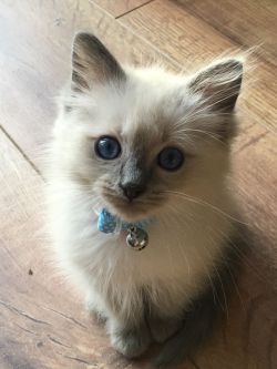 awwww-cute:  My brother’s new kitten, Paddington. (Source: http://ift.tt/1Nw0sP1)