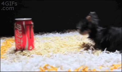 4gifs:  [video]