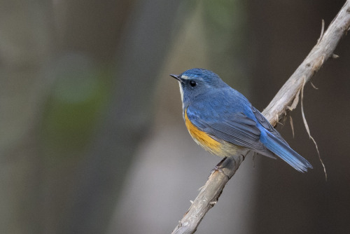 hideki-koga:ルリビタキ（Red-flanked Bluetail）