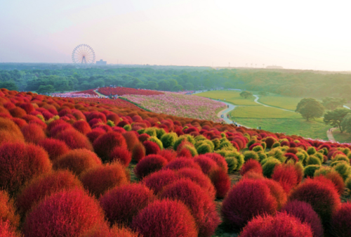 skysignal:  atlasobscura:  Kochia Hill - Hitachinaka, Japan The scrubby little kochia plants, otherwise known as summer cypress, are not much to look at for most of the year, but at the end of the wet season they take on an extraordinary brilliant red