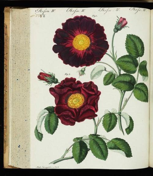 heaveninawildflower: Rose illustrations taken from ‘Bilderbuch Fur Kinder’ by Friedrich Justin Bertu