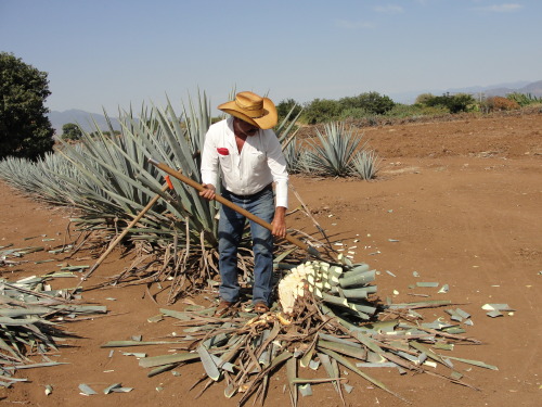 maybeimissedthepoint:  today in tough jobs   (part 2) El jimador 