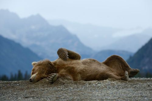nubbsgalore:napping bear. or, melodramatic thespian bear.  photos by olav thokle in alaska