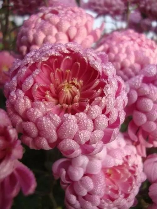 inkjadestudio:寒露 Cold Dew 8 October 2018Pic Sources: www.photophoto.cn/show/09293714.html，htt