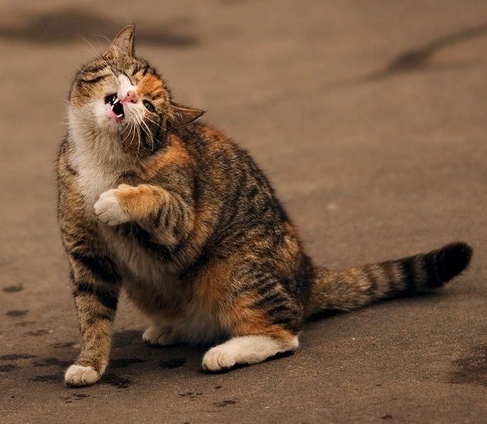 drunkvanity:  kittehkats:  Cat Interpretive Dance # 9 Dandelion floofs on an Autum