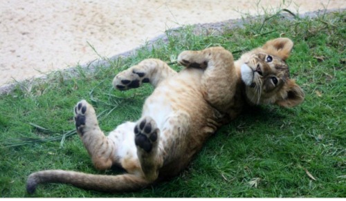 ramblefandom:  justnoodlefishthings:  kennethhyvel:  catmeme:  catmeme:   catmeme:  i really really love when animals lay on their back and their paws do that thing  the front paws. i love that   its just very good    peep 