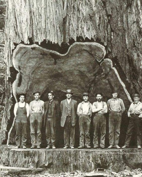 purebushcraft: southernsideofme: Back in the day. Timber!!! This is amazing! ¥