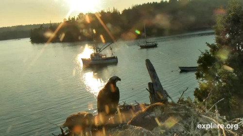 Class of 2014 - Flight into the Future From our Hog Island Audubon Partners - the chicks will soon